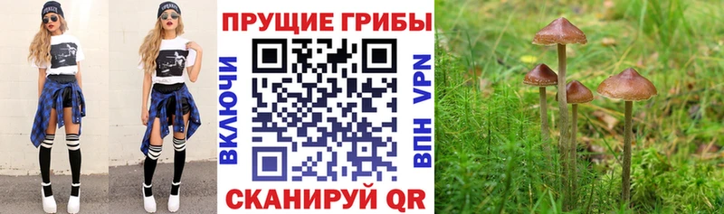 блэк спрут как зайти  Владимир  Галлюциногенные грибы Magic Shrooms 